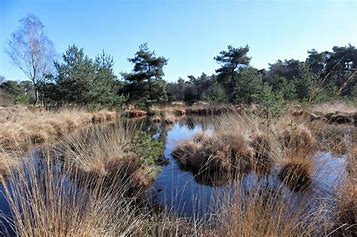 Wandelen: Trage tocht Overveen ca. 16 km