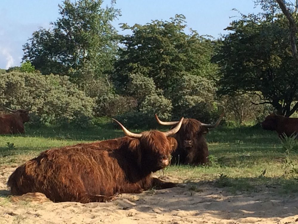 Wandelen in de Heerenduinen, 12 km