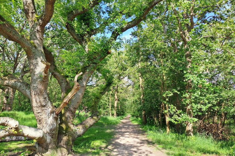 Wandelrondje Aerdenhout, Naaldenveld, Visserspad, Aerdenhout, 10-12 km