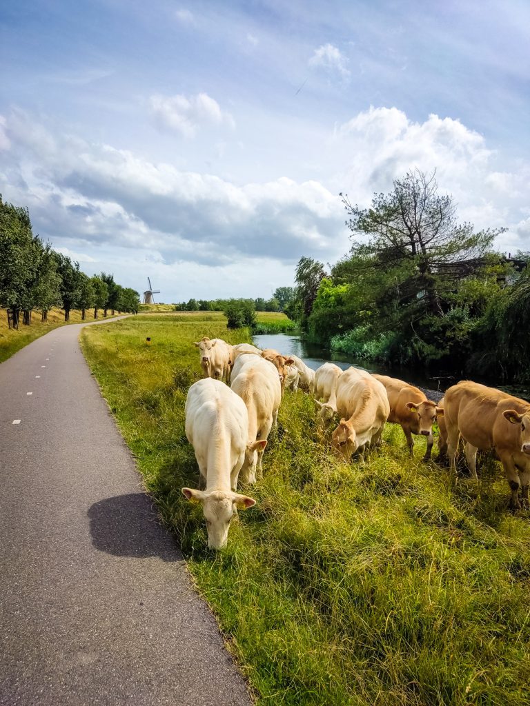 Wandelrondje Ringvaart Haarlemmermeer, Groene Weelde en Geniedijk, 8,5 km