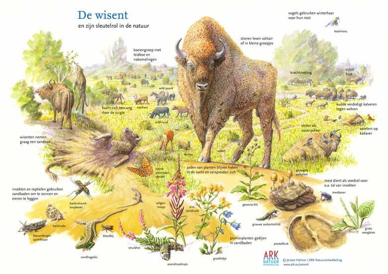 Wisentenwandeling, 10 km