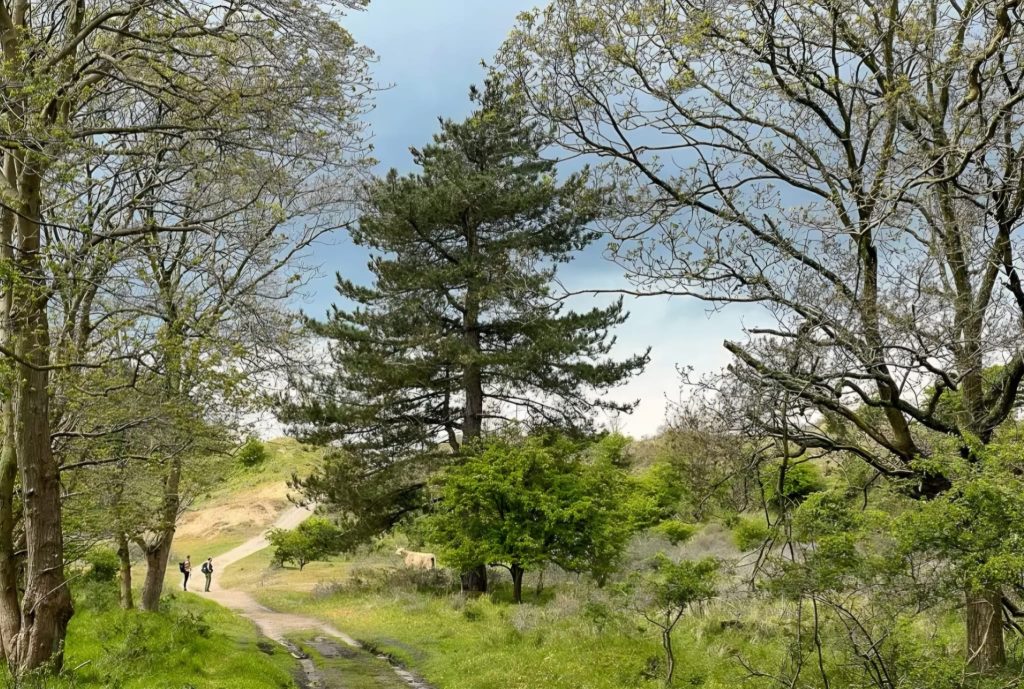 Wandelroute dwars door Duin en Kruidberg, 12 km